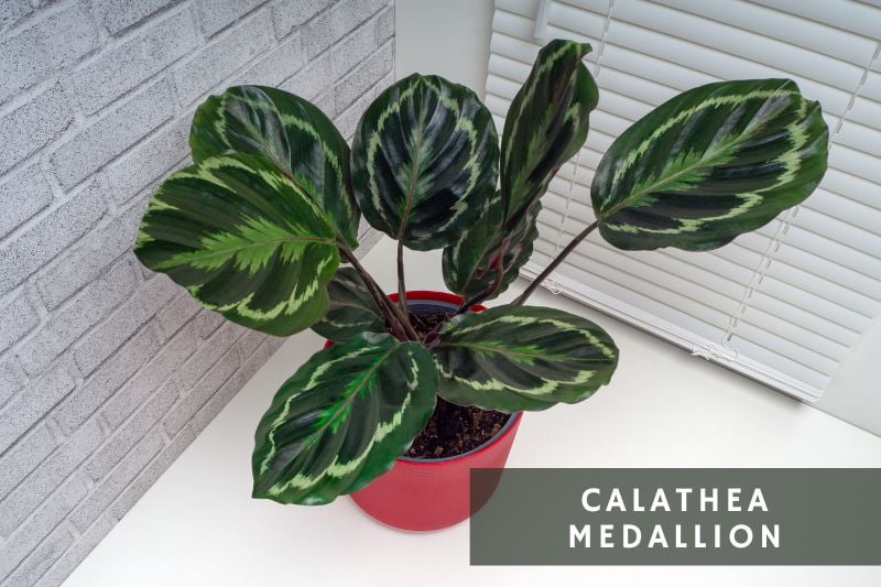 calathea medallion