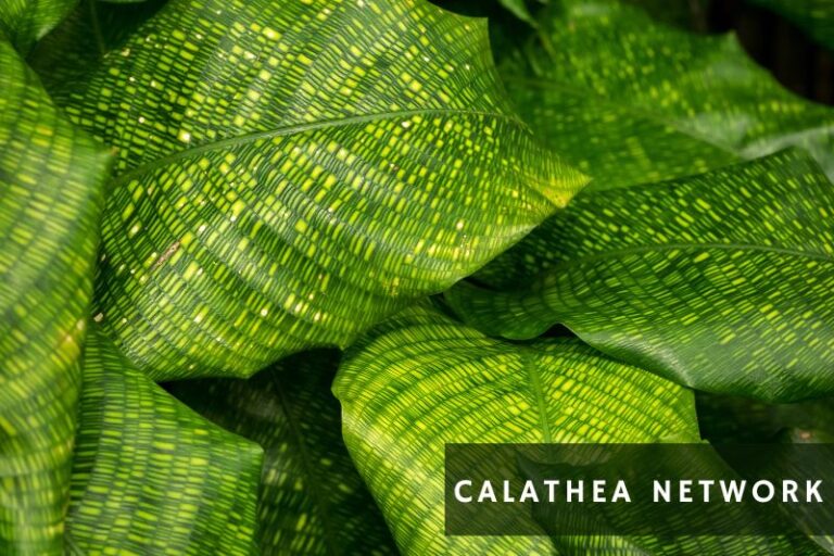 Calathea Varieties Vibrant Types Of Calathea Plants Apartment Buds