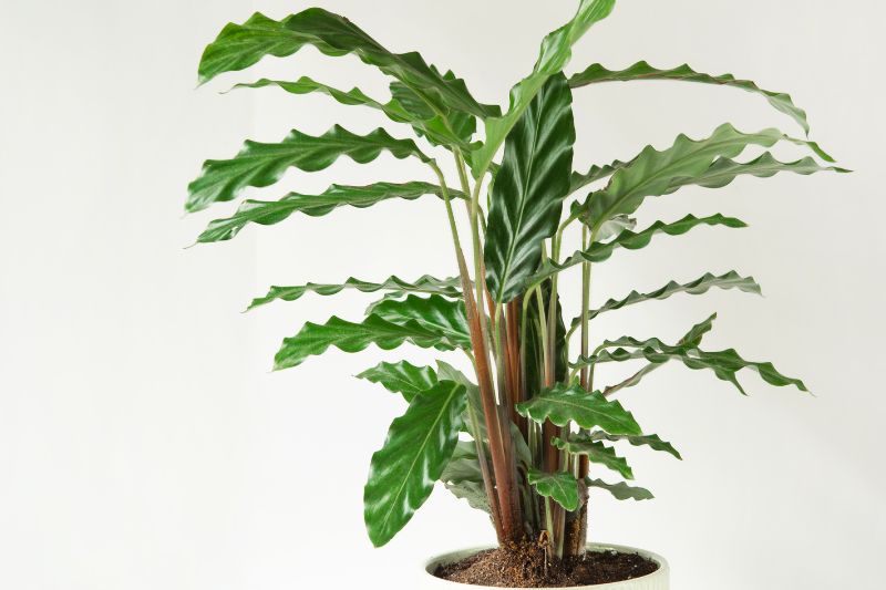 calathea rufibarba plant
