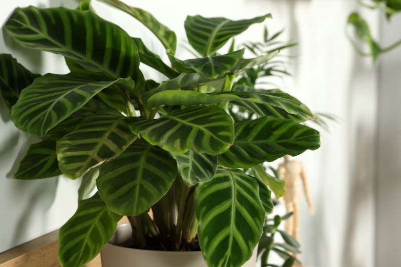 calathea zebrina