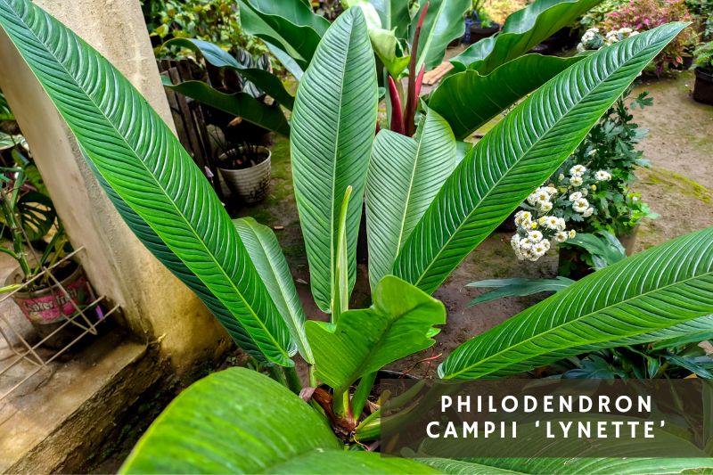 campii lynette philodendron variety