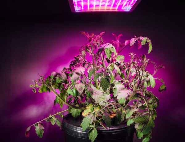 plant under grow lights