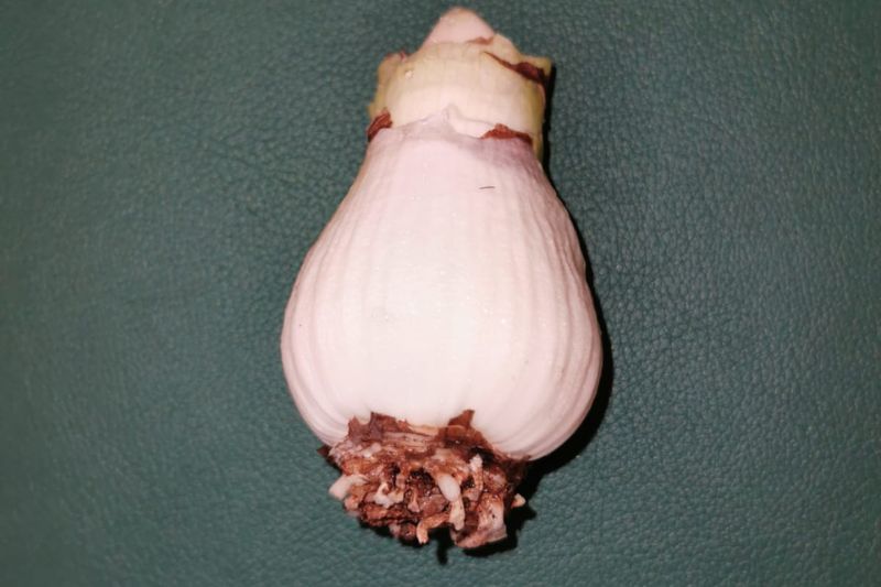 amaryllis bulb