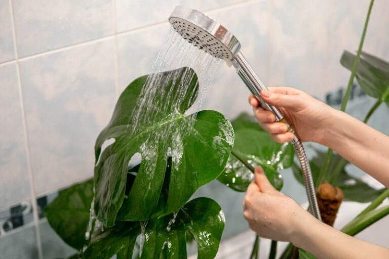 How to Safely Clean Monstera Leaves to Keep Your Plant Thriving