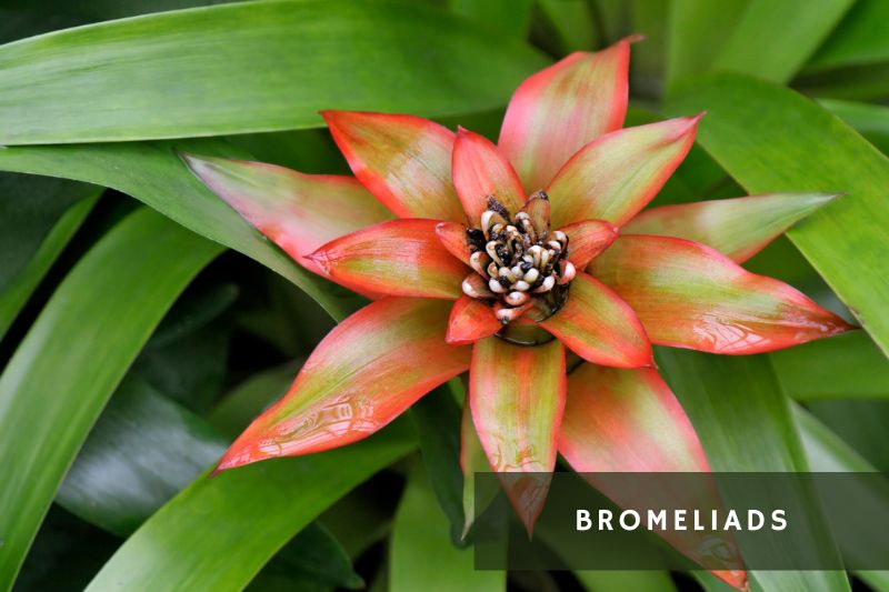 colorful bromeliad