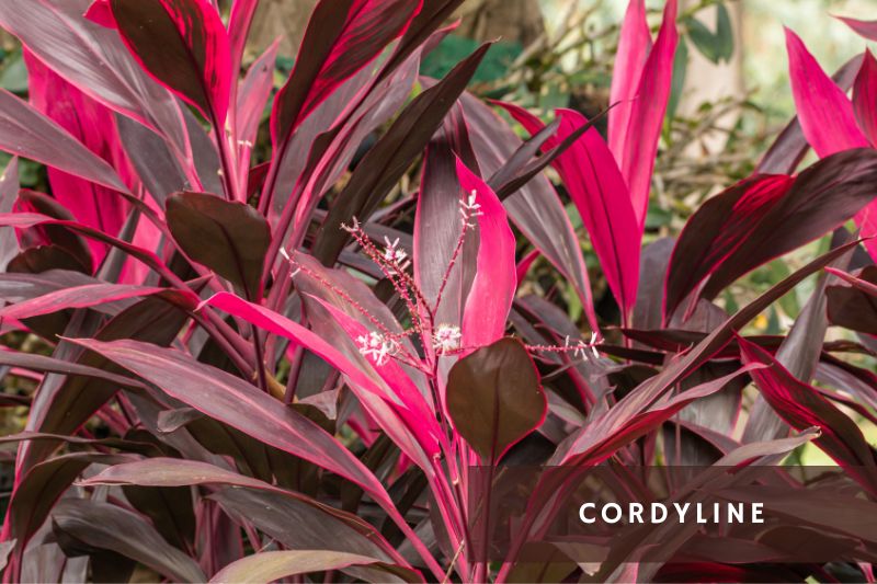 pink cordyline leaves and flowers