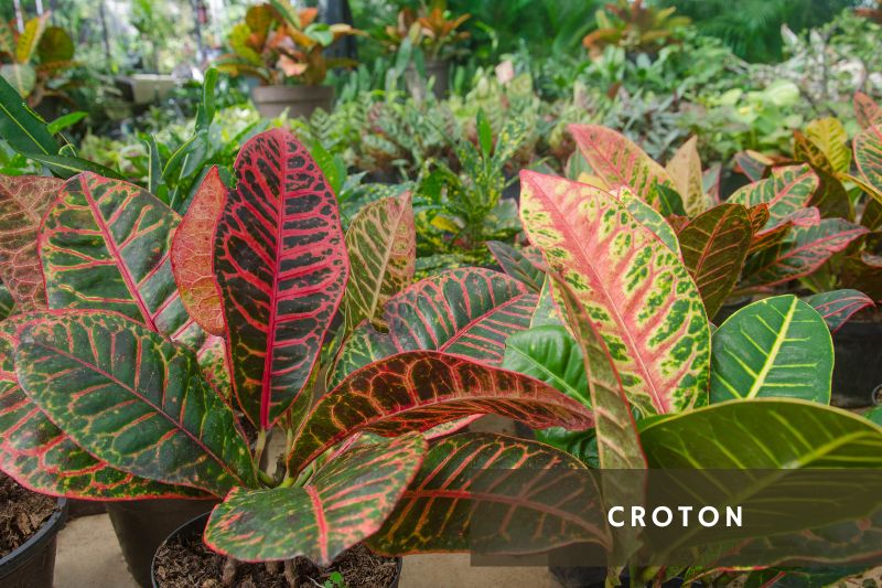 croton variety with colorful leaves