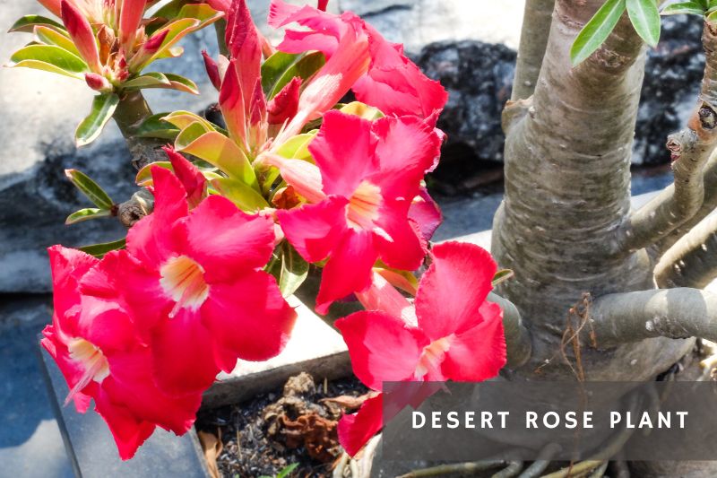 desert rose succulent with red flowers