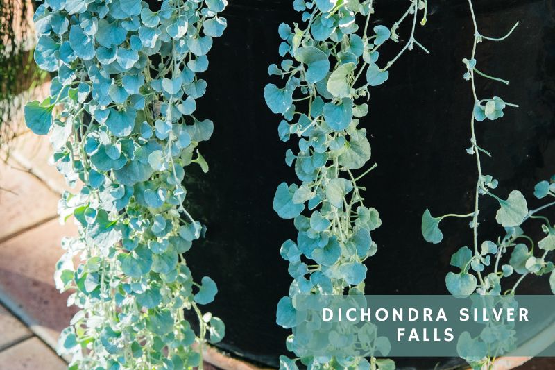 dichondra plant with blue leaves