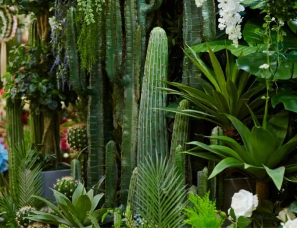 different varieties of tall houseplants