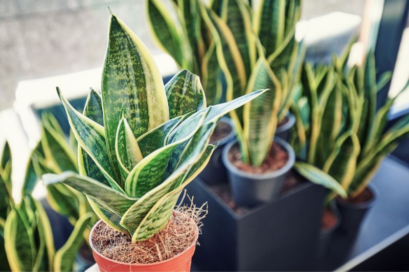 do-snake-plants-like-to-be-misted-apartment-buds