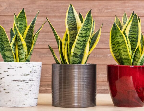 three snake plants in pots without drainage holes