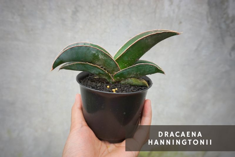 Dwarf Sansevieria Variety - Dracaena Hanningtoni 'Samurai'