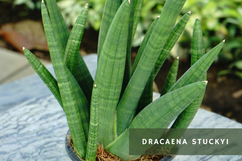 Snake Plant Varieties - Dracaena stuckyi 