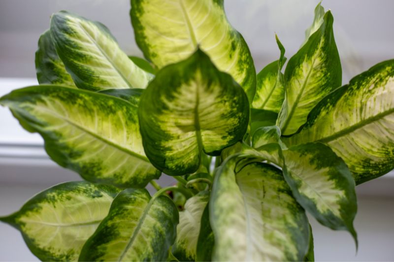 dumb cane leaves