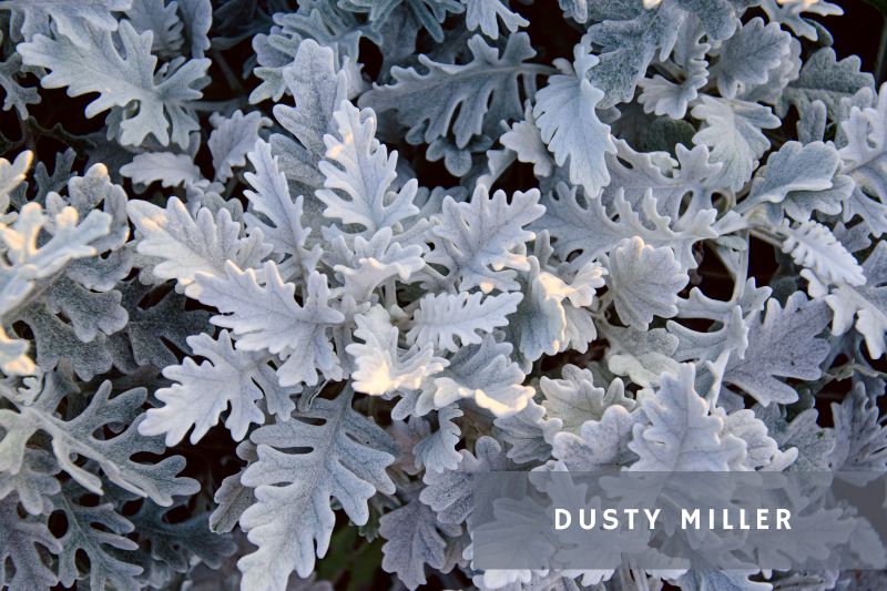 dusty miller plant