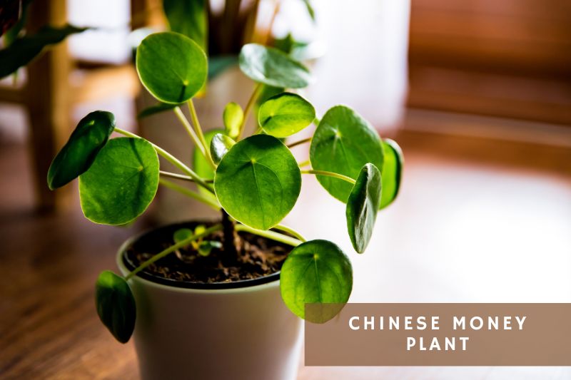 chinese money plant