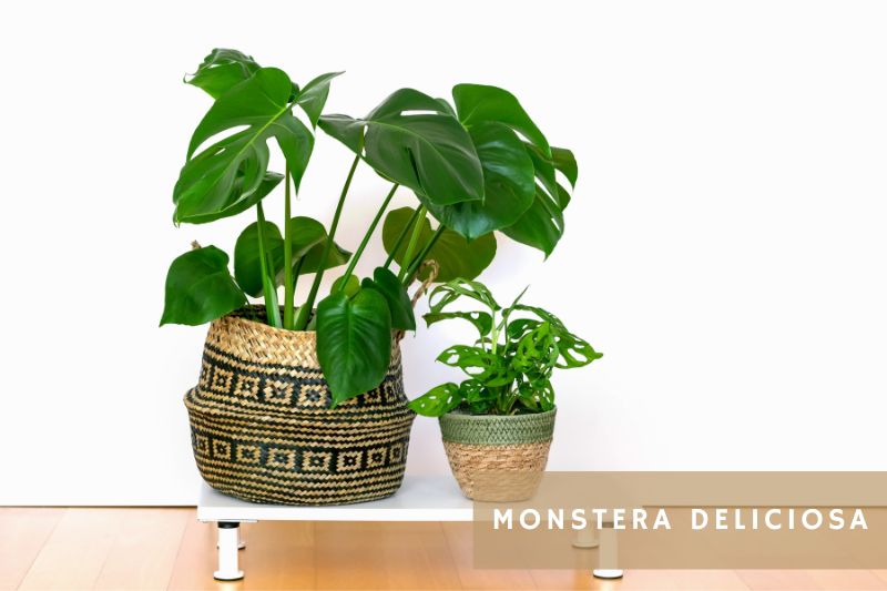 monstera deliciosa plant