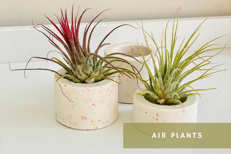 air plants