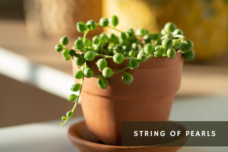 string of pearls succulent
