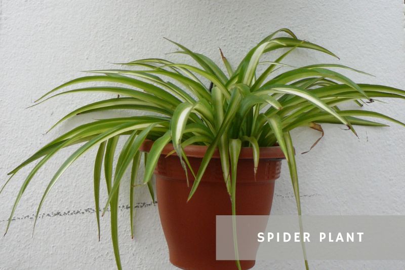 spider plant