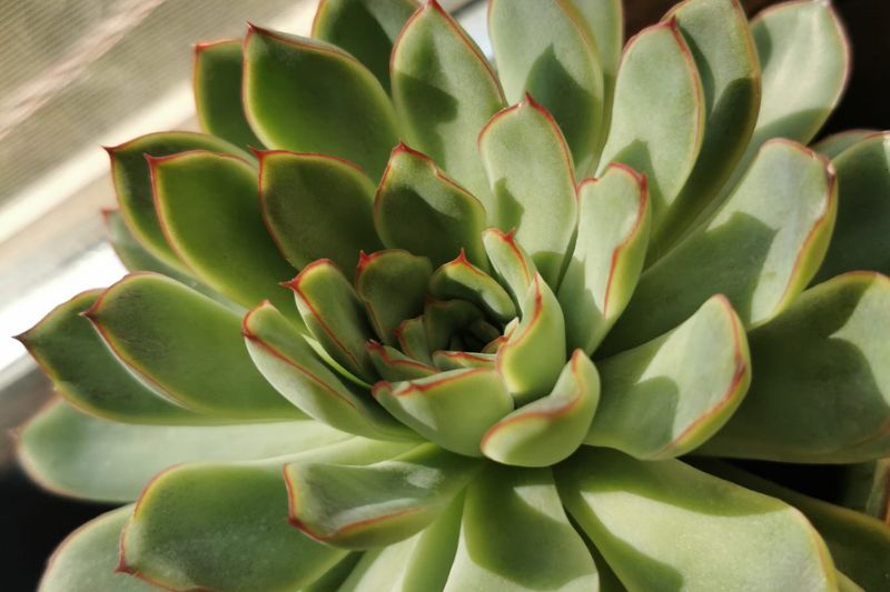 echeveria pulidonis succulent