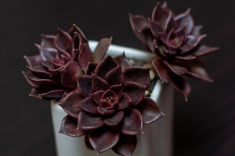 echeveria black prince with 3 rosettes and nearly black