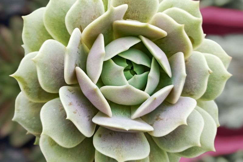 echeveria lola