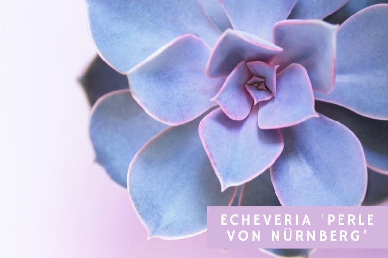 echeveria von nurnberg with purple edged leaves