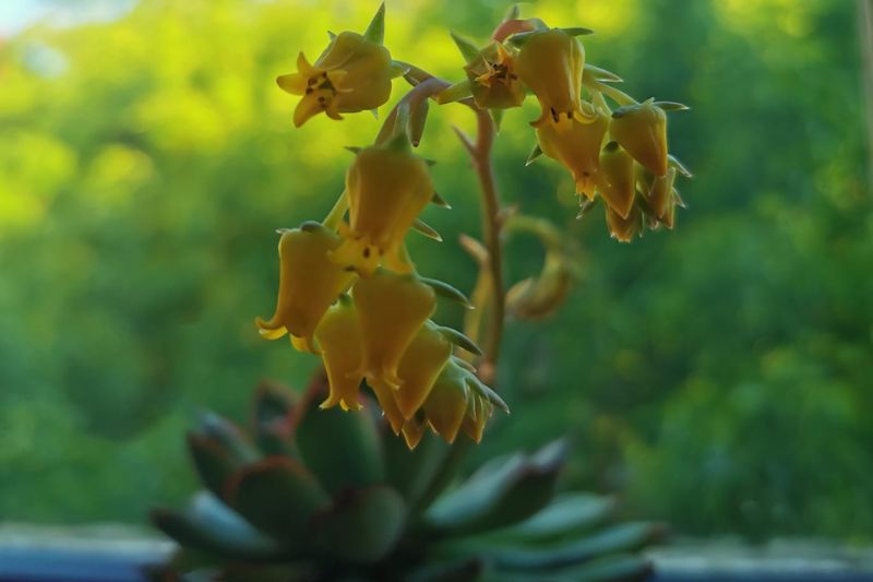 yellow flowers on echeveria pulidonis