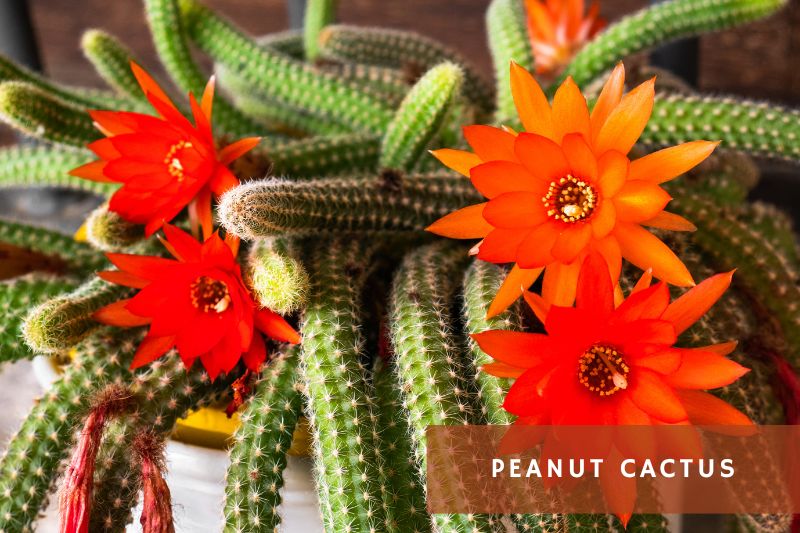 peanut cactus flowering