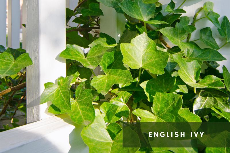 english ivy leaves