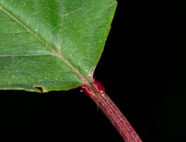 extrafloral nectaries on a wild cherry leaf