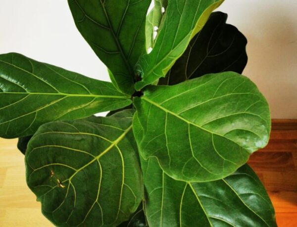 fiddle leaf fig leaves