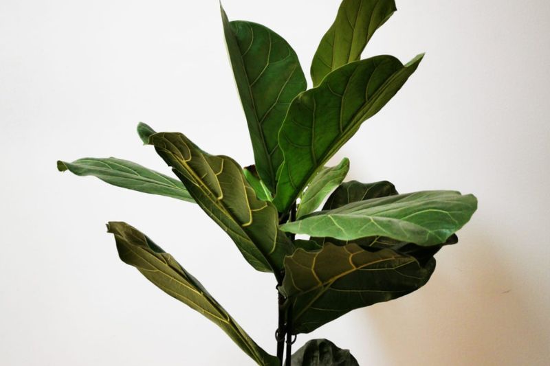 fiddle leaf fig plant