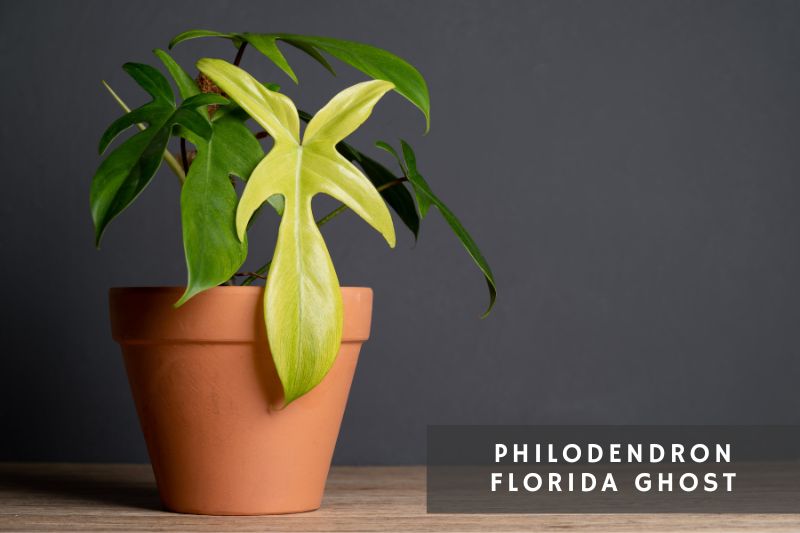 florida ghost philodendron variety