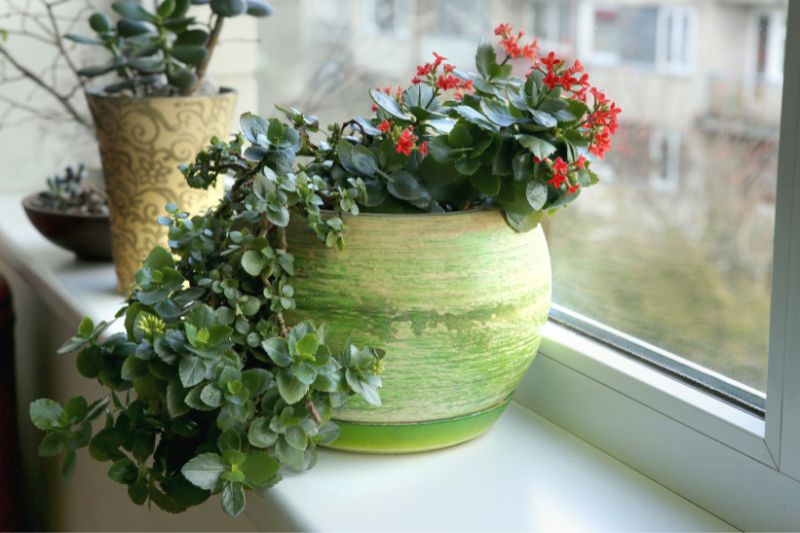 florist kalanchoe with red flowers