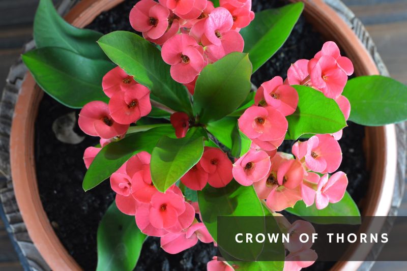 pink flowering crown of thorns