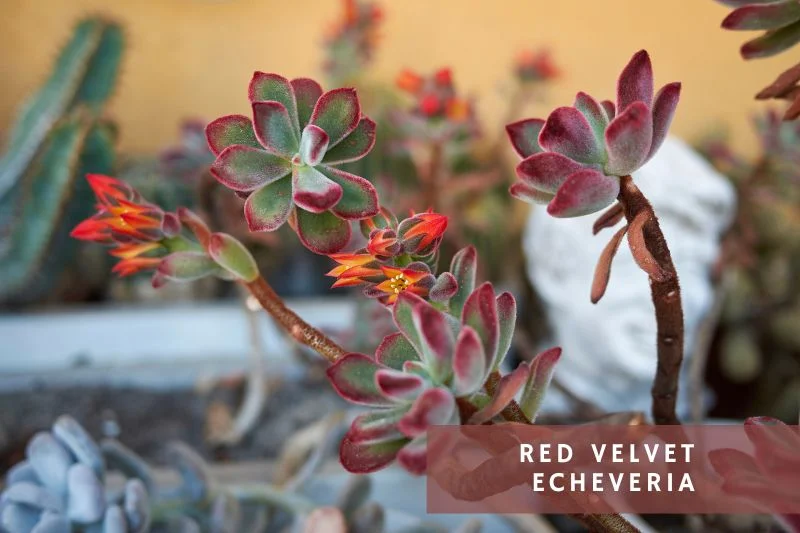 red velvet echeveria flowering