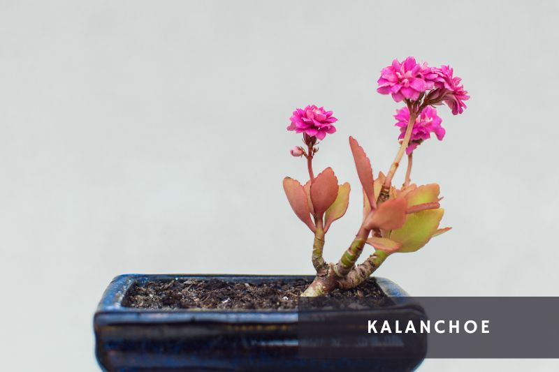 pink flowering kalanchoe