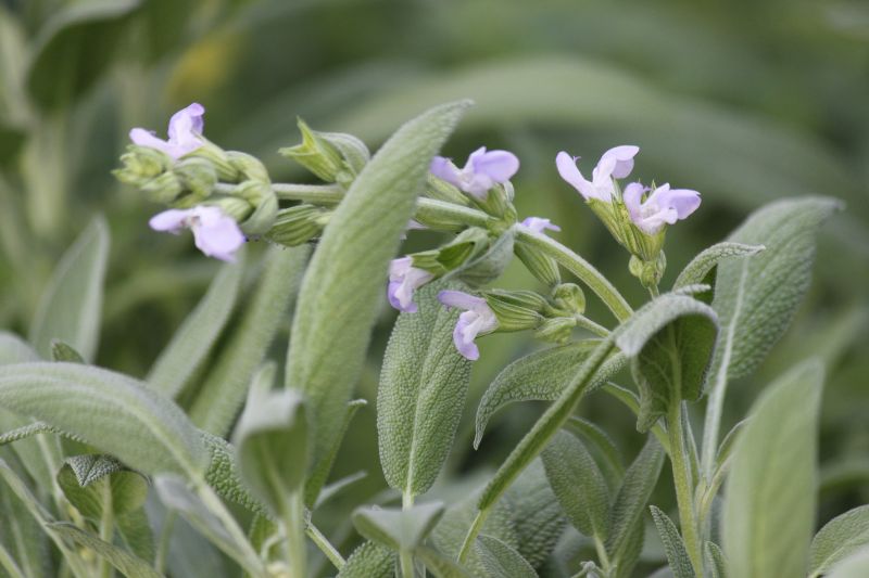 sage flowers