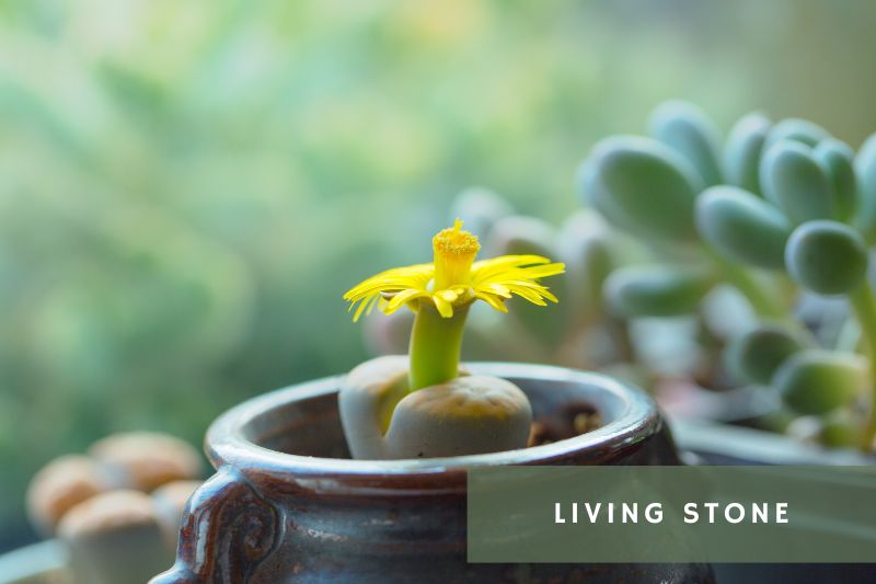 yellow flowering stone succulents