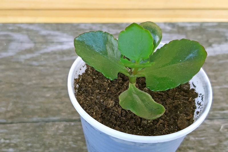 freshly propagated kalanchoe plant