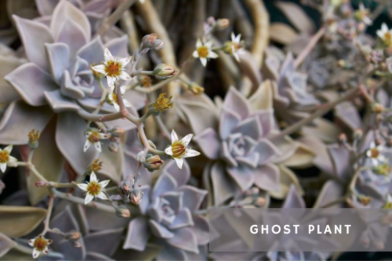 flowering ghost plant succulent