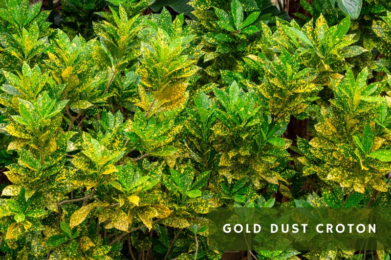 gold dust croton with spotted leaves