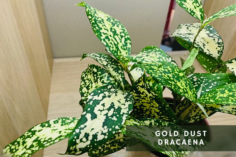 gold dust dracaena with spotted leaves