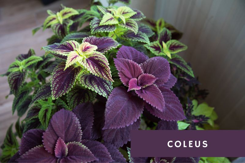 different varieties of coleus with purple leaves and green and purple variegation