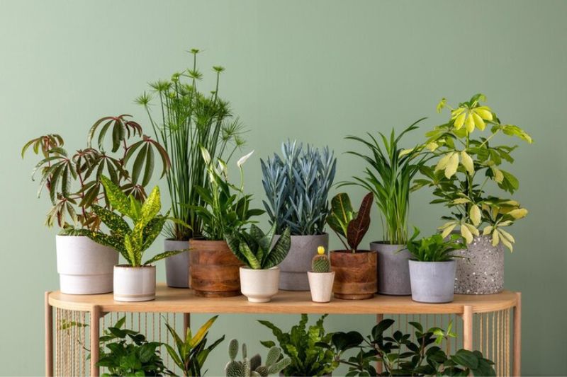 plants with similar needs grouped together