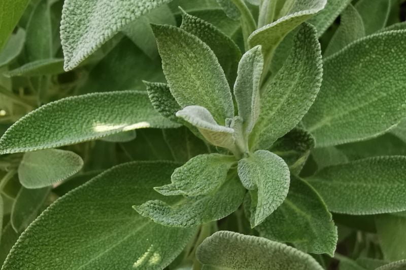 Sage (Salvia officinalis): Growing, Caring, and Harvesting Indoors ...