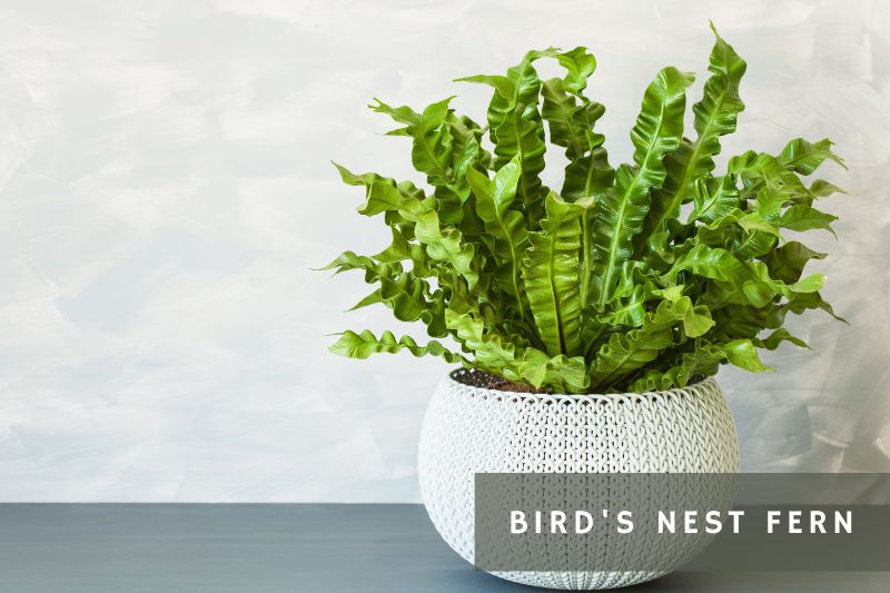birds nest fern